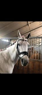 Verzorg paard of Pony gezocht️, Ophalen of Verzenden