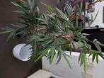 Kunst Bamboe Plant met keramiek plantenpot, Huis en Inrichting, Ophalen, Zo goed als nieuw, Binnen