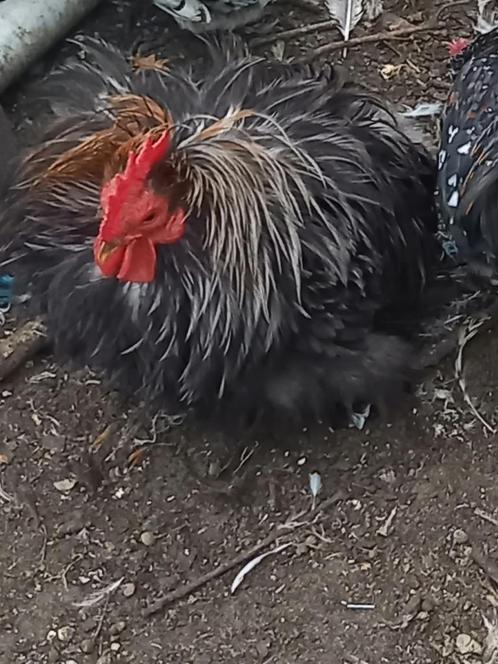toom cochin krielen, Dieren en Toebehoren, Pluimvee, Kip, Meerdere dieren