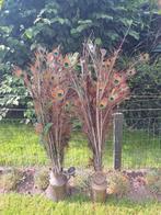 Prachtige pauwenveren pauwen veren, zie advertentie!, Huis en Inrichting, Woonaccessoires | Kunstplanten en Kunstbloemen, Ophalen