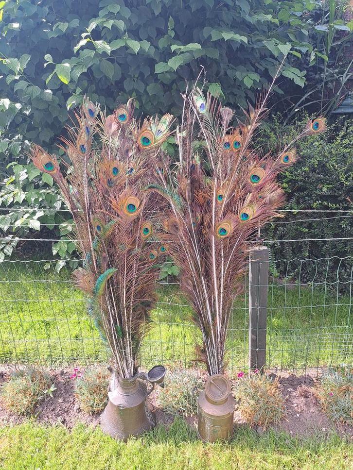 Prachtige pauwenveren pauwen veren, zie advertentie!, Huis en Inrichting, Woonaccessoires | Kunstplanten en Kunstbloemen, Nieuw