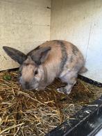 Tam Dwergkonijn ram, Mannelijk, Dwerg, 0 tot 2 jaar