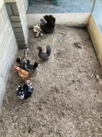 Serama krielkippen, Dieren en Toebehoren, Pluimvee, Meerdere dieren, Kip