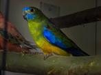 Bourke en Turquosine | Neophema's | Verschillende kleuren, Meerdere dieren, Parkiet, Geringd