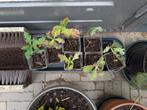 Zaailingen zomereik, Tuin en Terras, Planten | Bomen, Ophalen, Volle zon, Overige soorten, Minder dan 100 cm