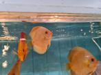 Discus Platinum Albino, Symphysodon Discus