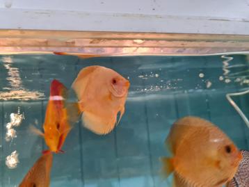 Discus Platinum Albino, Symphysodon Discus beschikbaar voor biedingen