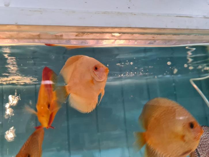 Discus Platinum Albino, Symphysodon Discus, Dieren en Toebehoren, Vissen | Aquariumvissen, Zoetwatervis, Vis