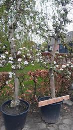 Appelbomen (oude, volwassen bomen o.a. Elstar), Lente, Appelboom, Volle zon, 250 tot 400 cm