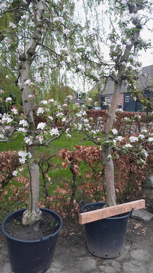 Appelbomen (oude, volwassen bomen o.a. Elstar), Tuin en Terras, Planten | Fruitbomen, Appelboom, 250 tot 400 cm, Volle zon, Lente