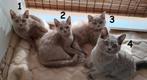 Vier Britse korthaar / Heilige Birmaan kittens, Dieren en Toebehoren, Katten en Kittens | Raskatten | Korthaar, Meerdere dieren