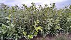 Prunus Lauro. ‘Novita’ sterkste laurierhaag soort (Thuisbez, Haag, Laurier, Ophalen of Verzenden