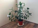 clusia (Clusia rosea) kamerplant, Ophalen of Verzenden