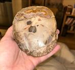 Prachtig stuk versteend hout, Ophalen of Verzenden, Fossiel