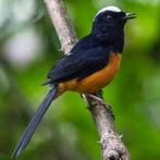 Man  witkruinschama geringd 2025, Mannelijk, Tropenvogel, Geringd
