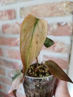 Philodendron Micans Mint - Zeldzaam!, Huis en Inrichting, Kamerplanten, Ophalen of Verzenden, Halfschaduw, Minder dan 100 cm