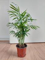 Chamaedorea Elegans - Mexicaanse Bergpalm H: 38 cm., Ophalen, Palm, Halfschaduw, Minder dan 100 cm