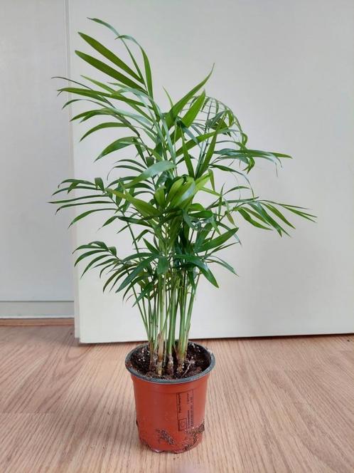 Chamaedorea Elegans - Mexicaanse Bergpalm H: 38 cm., Huis en Inrichting, Kamerplanten, Palm, Minder dan 100 cm, Groene kamerplant
