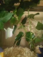 Indische wandelende takken, Wandelende tak