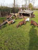 Dwerggeiten., Dieren en Toebehoren, Schapen, Geiten en Varkens, Meerdere dieren, Geit