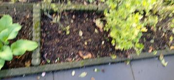5 struiken kruisbessen blauw en groen  beschikbaar voor biedingen
