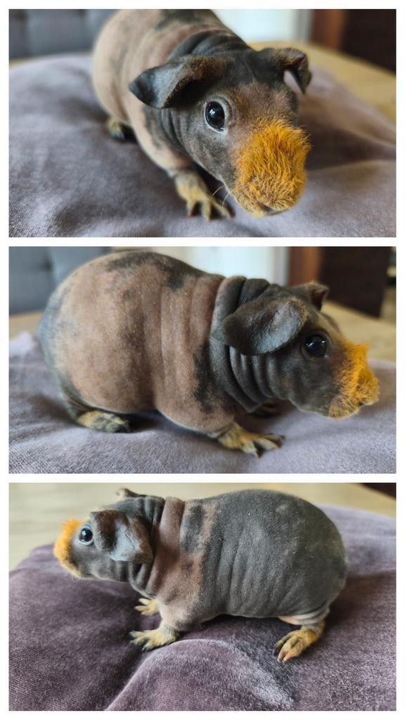 Cavia skinny zeugje, Dieren en Toebehoren, Knaagdieren, Vrouwelijk, Cavia, Juli