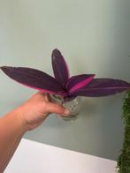 Tradescantia Pink Way stekjes zeldzaam, Huis en Inrichting, Kamerplanten, Ophalen of Verzenden