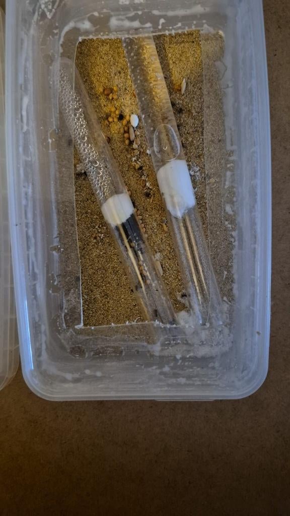 Messor barbarus mieren kolonie 1q en 35 - 45 werksters, Dieren en Toebehoren, Insecten en Spinnen