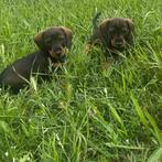 Teckel puppy dwerg/standaard 2 reutjes chocolate kleur, Dieren en Toebehoren, Honden | Teckels en Dashonden, Standaard, CDV (hondenziekte)