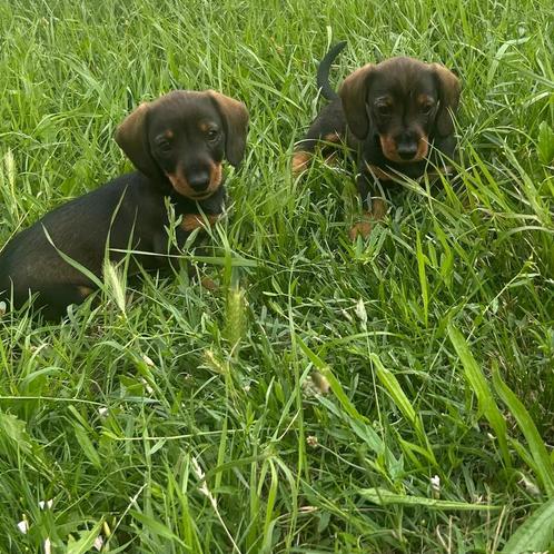 Teckel puppy dwerg/standaard 2 reutjes chocolate kleur, Dieren en Toebehoren, Honden | Teckels en Dashonden, Meerdere dieren, Korthaar