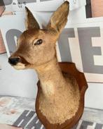 Taxidermie mooie Opgezette Ree kop - Capreolus wandmontage, Verzamelen, Dierenverzamelingen, Ophalen of Verzenden, Zo goed als nieuw