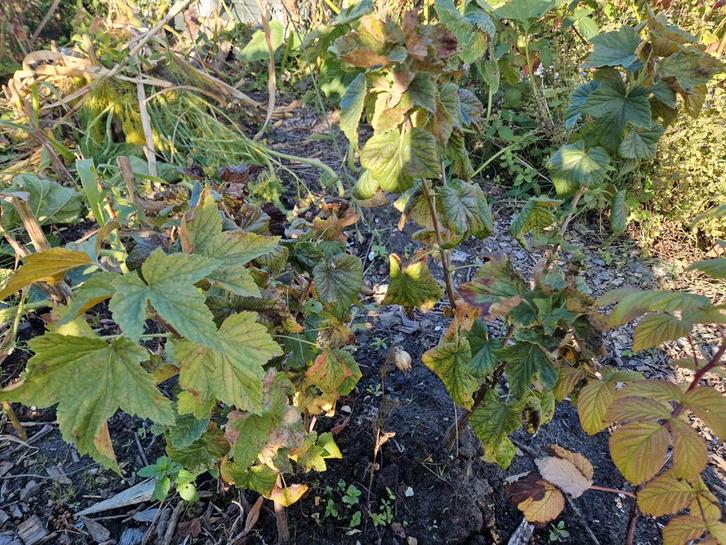 2 Zwarte Bes Planten (3 jaar, vruchtdragend), Tuin en Terras, Planten | Tuinplanten, Vaste plant, Fruitplanten, Volle zon, Lente