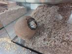 gerbils plus kooi, Dieren en Toebehoren, Knaagdieren, Mei, Vrouwelijk, Overige typen