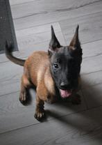Mechelse herder teef en reu wegens annulering buitenland, Dieren en Toebehoren, Honden | Herdershonden en Veedrijvers, 8 tot 15 weken