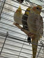 Valkparkieten te koop met kooi en een bakje voor voer., Dieren en Toebehoren, Vogels | Parkieten en Papegaaien, Meerdere dieren