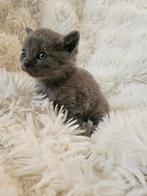 Prachtige Britse korthaar kittens, Dieren en Toebehoren, Meerdere dieren