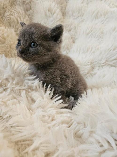 Prachtige Britse korthaar kittens, Dieren en Toebehoren, Katten en Kittens | Raskatten | Korthaar, Meerdere dieren