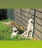 Twee Husky zusjes zoeken een nieuw thuis, Dieren en Toebehoren, CDV (hondenziekte), Poolhond, Meerdere, Meerdere dieren