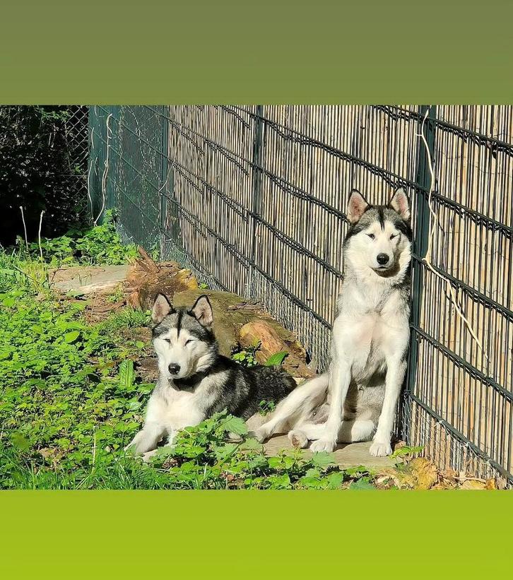 Twee Husky zusjes zoeken een nieuw thuis, Dieren en Toebehoren, Honden | Poolhonden, Keeshonden en Oertypen, Meerdere dieren, Poolhond