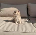 Kitten britse korthaar 11 weken (mannetje)