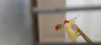 Gouldamadine koppel, Meerdere dieren, Geringd