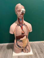 anatomisch model, Ophalen