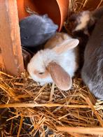 Nederlandse hangoren, Dieren en Toebehoren, Meerdere dieren, Dwerg, Hangoor, 0 tot 2 jaar