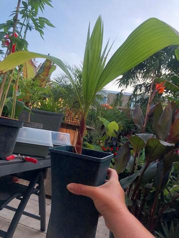 Washingtonia Robusta (eigen kweek) beschikbaar voor biedingen