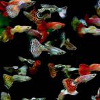 Hobbyaquarium Snakeskin mooie kleurrijke  guppy mix, Vis, Zoetwatervis