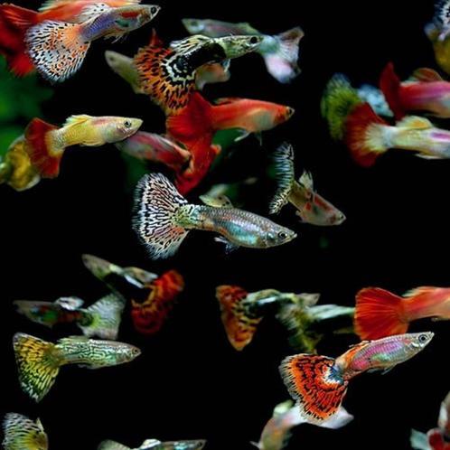 Hobbyaquarium Snakeskin mooie kleurrijke  guppy mix, Dieren en Toebehoren, Vissen | Aquariumvissen, Zoetwatervis, Vis