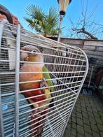 Pyrrhura molinea, Dieren en Toebehoren, Mannelijk, Parkiet, Geringd