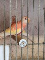 Bourke parkieten, Dieren en Toebehoren, Vogels | Parkieten en Papegaaien, Meerdere dieren, Parkiet