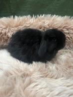 Jonge tamme Nederlandse hangoor dwergkonijntjes nhd, Mannelijk, Dwerg, Hangoor