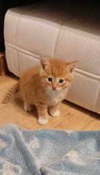 3 kittens, zoeken een nieuw baasje, Dieren en Toebehoren, Katten en Kittens | Raskatten | Korthaar, Meerdere dieren, 0 tot 2 jaar